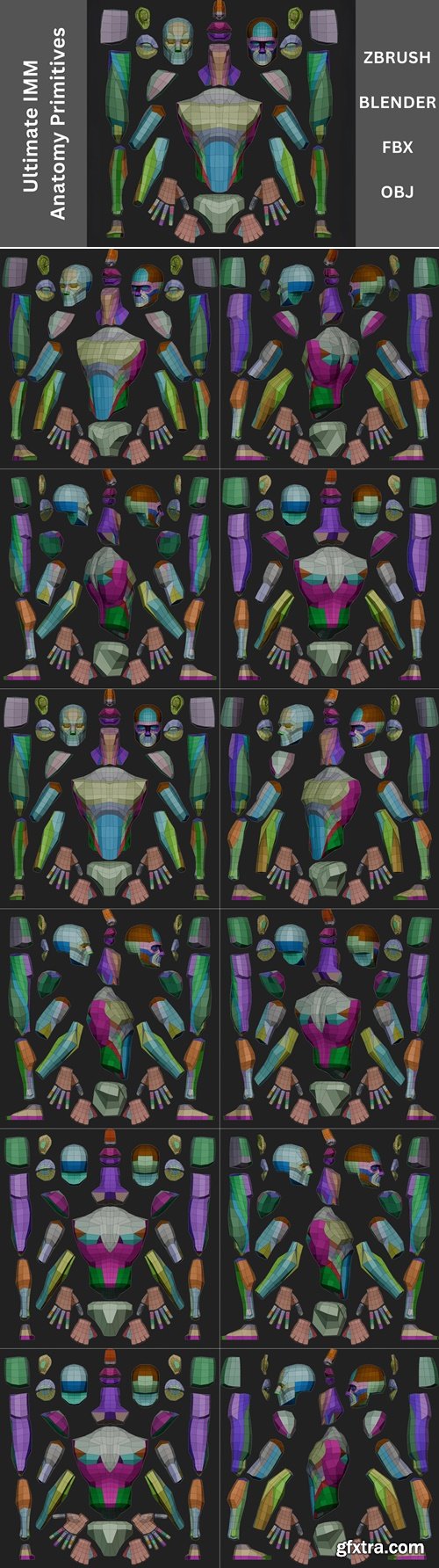 Artstation - Ultimate IMM Anatomy Primitive