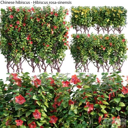 '3dsky Pro - Chinese hibiscus - Hibiscus rosa-sinensis - 03'