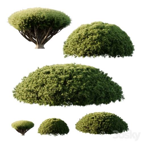 '3dsky Pro - Pinus Mugo Bush07'