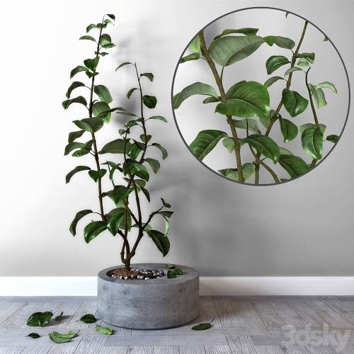 '3dsky Pro - Lemon in a concrete tub'