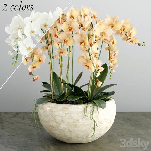 '3dsky Pro - Orchid 4'