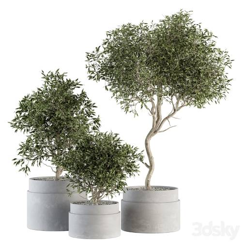 '3dsky Pro - indoor Plant Set 340- Tree and Plant Set in pot'