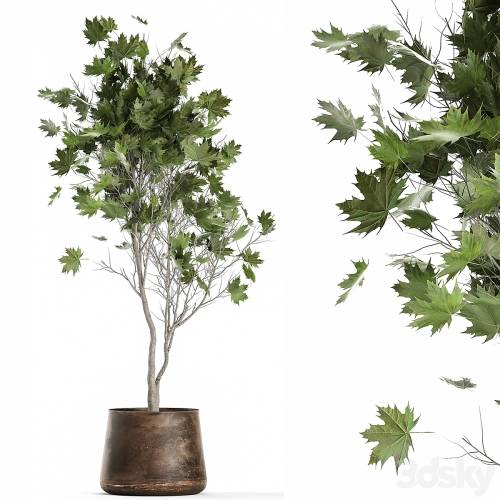 '3dsky Pro - A beautiful little tree in a metal outdoor pot maple, sycamore. 1045' '3dsky Pro - A beautiful little tree in a metal outdoor pot maple, sycamore. 1045'