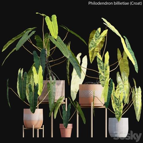 '3dsky Pro - Philodendron billietiae - Croat' '3dsky Pro - Philodendron billietiae - Croat'