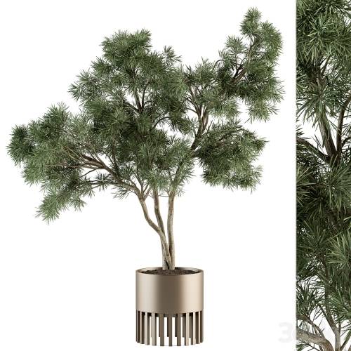 '3dsky Pro - indoor Plant Set 337 - Tree in Gold pot' '3dsky Pro - indoor Plant Set 337 - Tree in Gold pot'