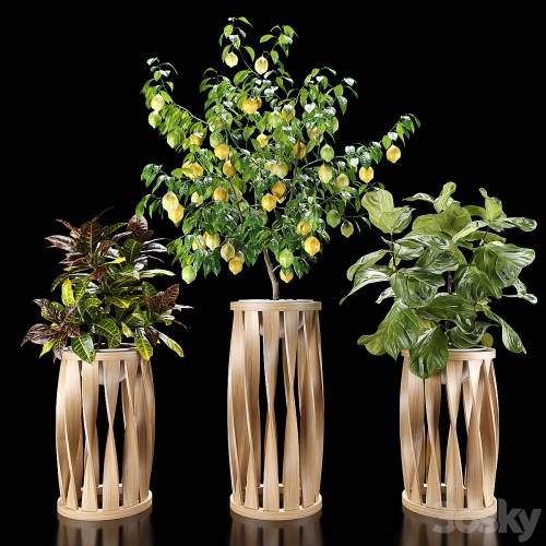 '3dsky Pro - Plants set 5 (Croton, Ficus, Limon)' '3dsky Pro - Plants set 5 (Croton, Ficus, Limon)'