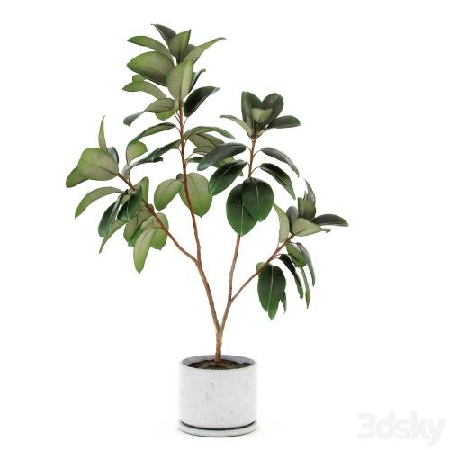 '3dsky Pro - Ficus elastica decora (large)' '3dsky Pro - Ficus elastica decora (large)'