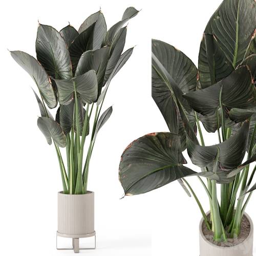 '3dsky Pro - Indoor Plants in Ferm Living Bau Pot Large - Set 555'