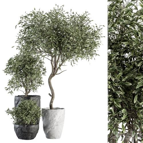 '3dsky Pro - Outdoor Plant Set 363 - Plant Set in Stone Pot' '3dsky Pro - Outdoor Plant Set 363 - Plant Set in Stone Pot'