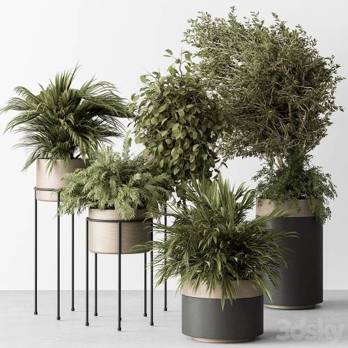 '3dsky Pro - indoor Plant 442 - Tree and Bush' '3dsky Pro - indoor Plant 442 - Tree and Bush'