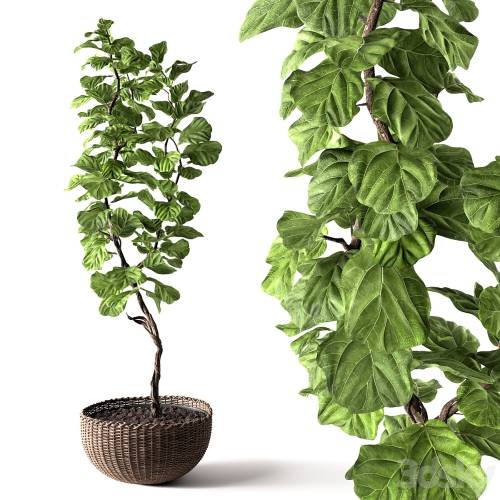 '3dsky Pro - Ficus Lyrata'