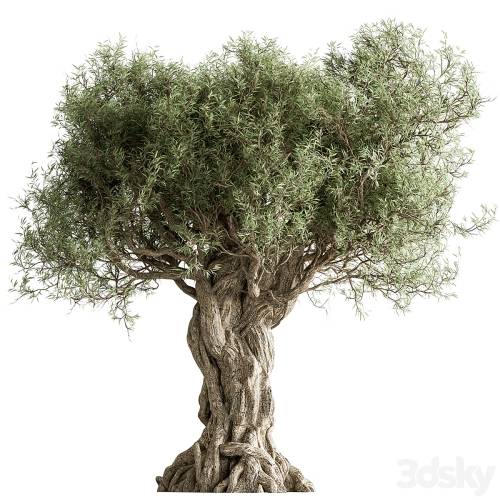 '3dsky Pro - Olive Tree Set 259'