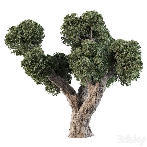 '3dsky Pro - Olive Tree No.56' '3dsky Pro - Olive Tree No.56'