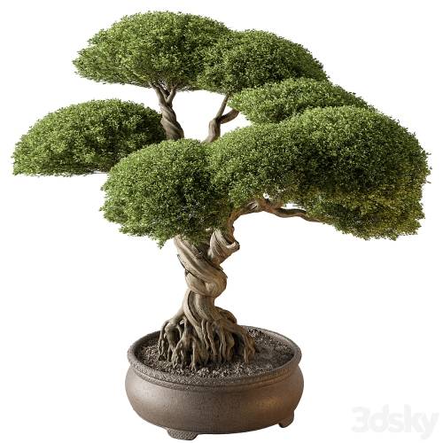 '3dsky Pro - Indoor Plant 639 -Bonsai'
