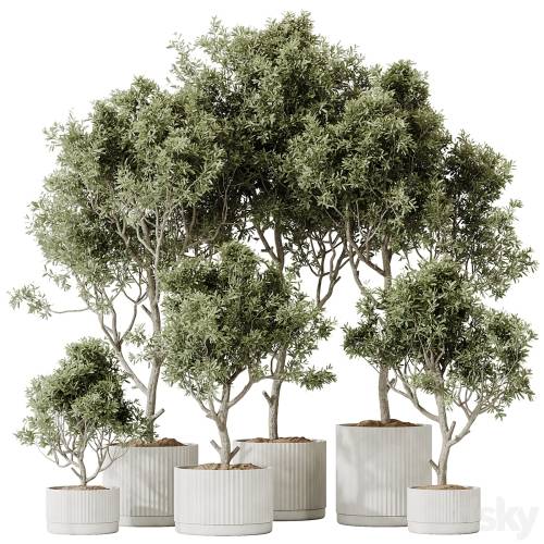 '3dsky Pro - HQ HousePlants Mission Kalamata Leccino Arbequina Wilsonii Chemlali Olive Set 25'