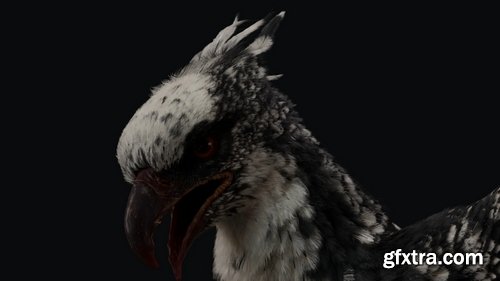 FlippedNormals - Advance Feather System Using Yeti