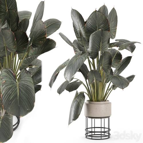'3dsky Pro - Indoor Plants in Handmade Stone Pots - Set 2048'