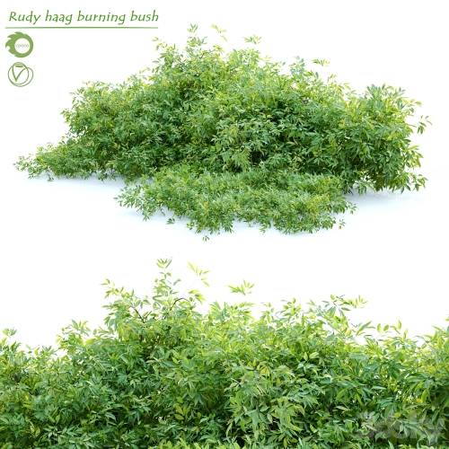 '3dsky Pro - Rudy haag burning bush'