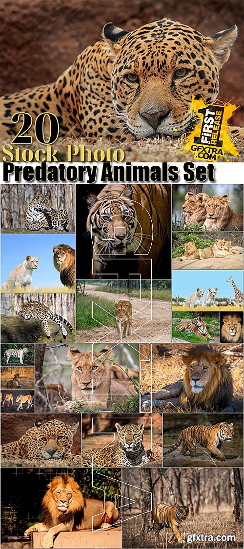 Lion, tiger, giraffe, jaguar - animal stock photos set 20