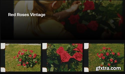 Artlist - Red Roses Vintage - HD Collections