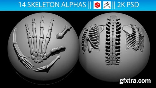 Artstation - 14 Skeleton Alphas Vol.2 (ZBrush, Substance, 2K)