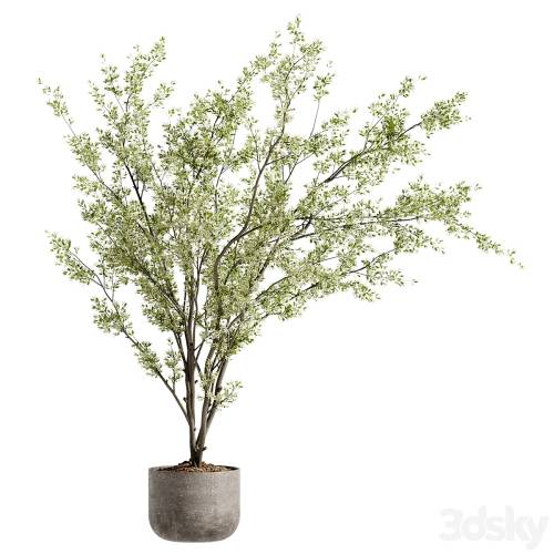 '3dsky Pro - Indoor Bonsai Plants 91'