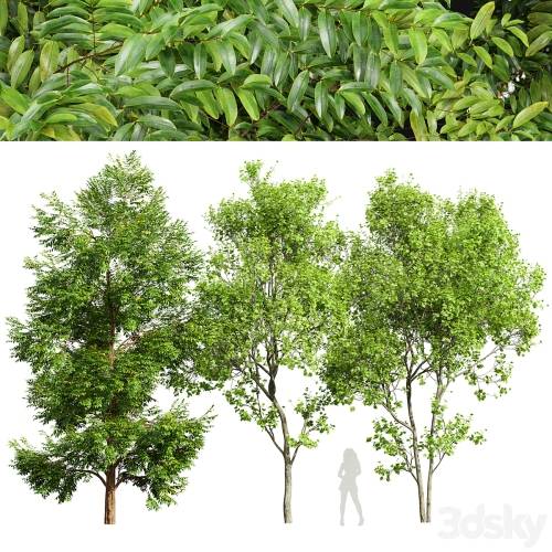 '3dsky Pro - Black locust blossom and Acer Saccharinum'