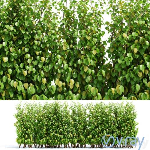 '3dsky Pro - Hedge' '3dsky Pro - Hedge'