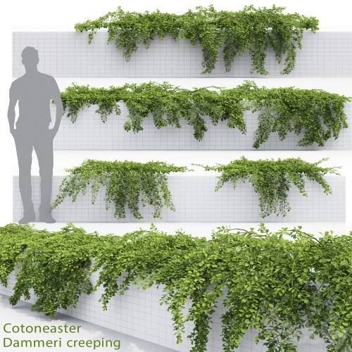 '3dsky Pro - Cotoneaster' '3dsky Pro - Cotoneaster'