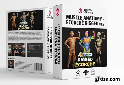 Flipped Normals - Muscle Anatomy - Ecorche Rigged v1.2