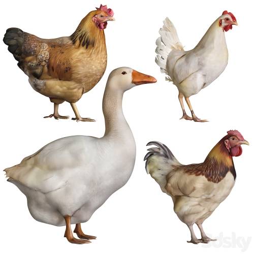 '3dsky Pro - Rooster goose chicken' '3dsky Pro - Rooster goose chicken'
