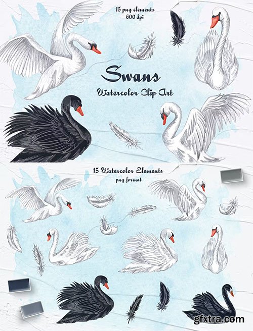 Swans Watercolor Clipart