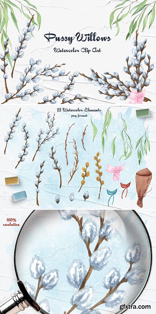 Pussy willow Watercolor clipart