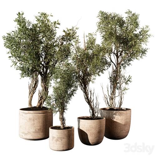 '3dsky Pro - Outdoor Plant 207' '3dsky Pro - Outdoor Plant 207'