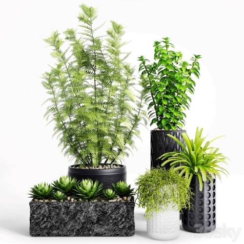 '3dsky Pro - Plants and Planters _ 5'