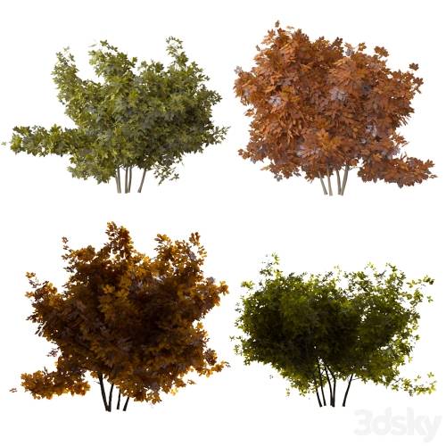 '3dsky Pro - Two bush'