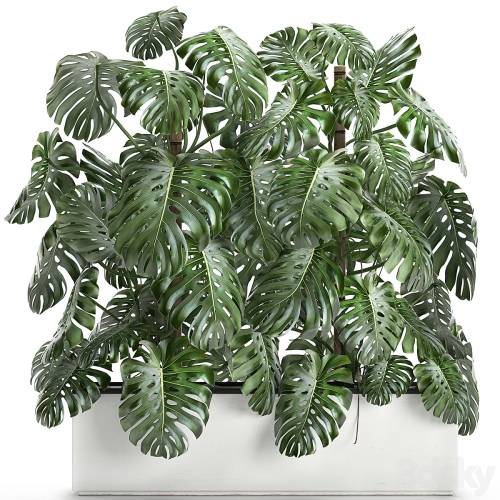 '3dsky Pro - Beautiful lush exotic thickets of plants in a white potted flowerbed with a Monstera flower. Set 669.'