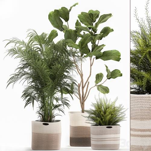 '3dsky Pro - Collection of plants in fabric baskets 1092. Howea forsteriana, Kentia, ficus lyrata, tree, basket, Asparagus' '3dsky Pro - Collection of plants in fabric baskets 1092. Howea forsteriana, Kentia, ficus lyrata, tree, basket, Asparagus'
