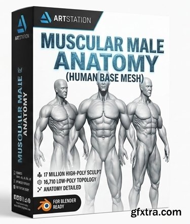 Artstation - Muscular Male Anatomy (Human Base mesh)