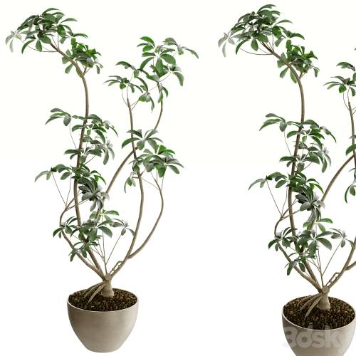 '3dsky Pro - Plants set 04'