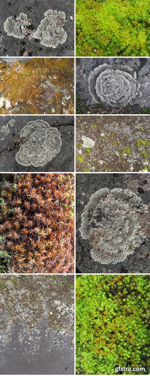 Moss & Lichen Textures Pack