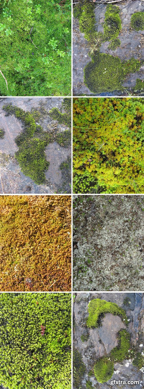 Moss & Lichen Textures Pack