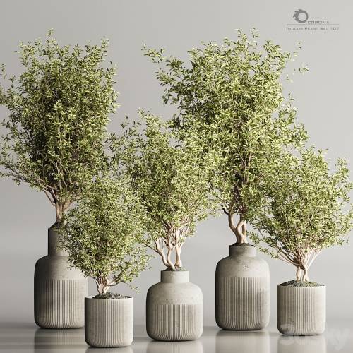 '3dsky Pro - Indoor Plant Set 107'