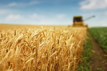 Agriculture #3, 29xJPEG. 3xAI