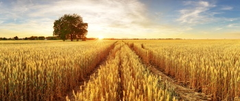 Agriculture #3, 29xJPEG. 3xAI