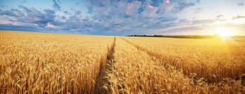 Agriculture #3, 29xJPEG. 3xAI
