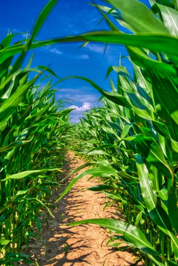 Agriculture #3, 29xJPEG. 3xAI