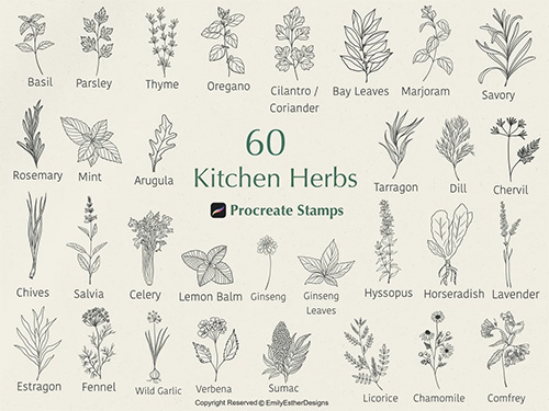 60 Kitchen Herb Procreate Stamps - Botanical Brushset 60 Kitchen Herb Procreate Stamps - Botanical Brushset