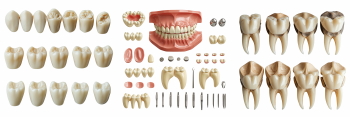 Dentistry and Dental Treatment Technology 35xPNG Dentistry and Dental Treatment Technology 35xPNG