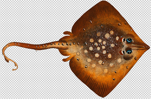 CM - 500+ Vintage Fish Illustrations 6418788